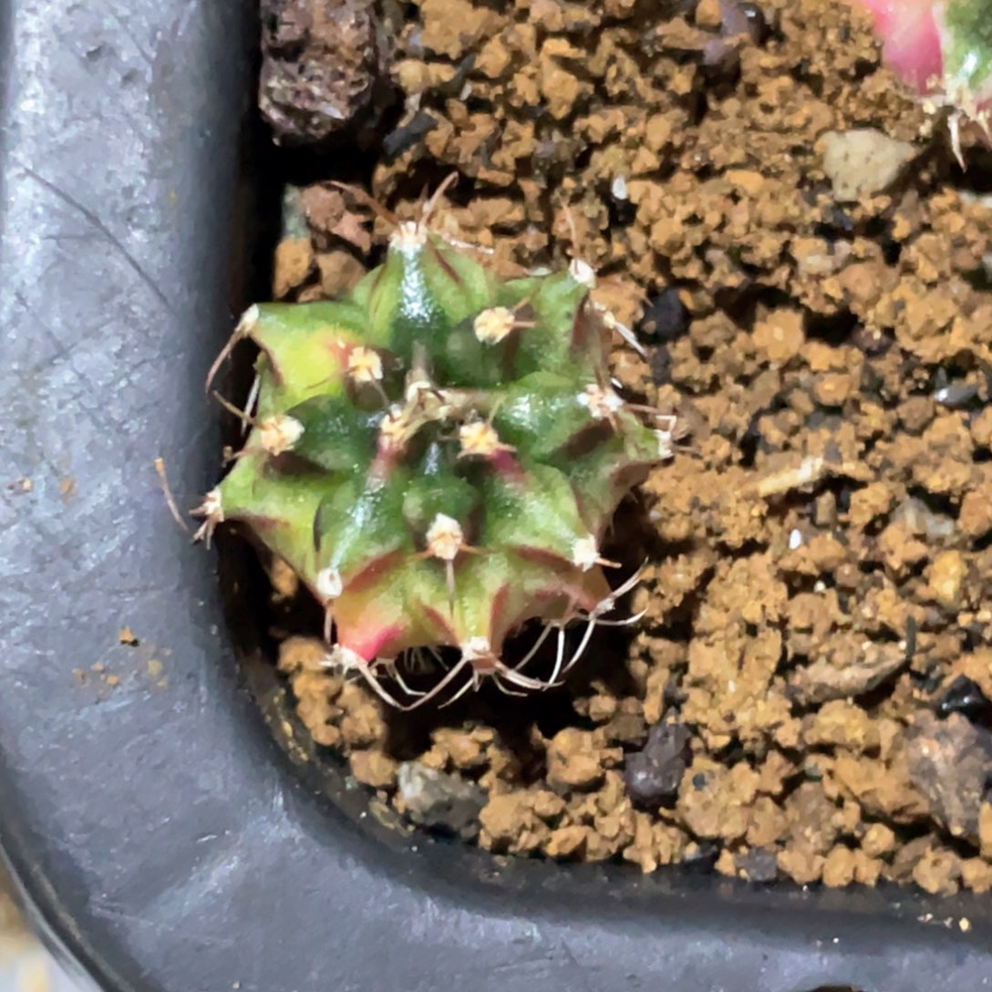 初****当前无花朵，栽培后可花朵乌贼，红唇米哈锦