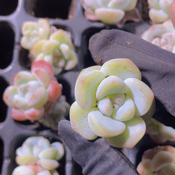 61精品恩宠2颗一组