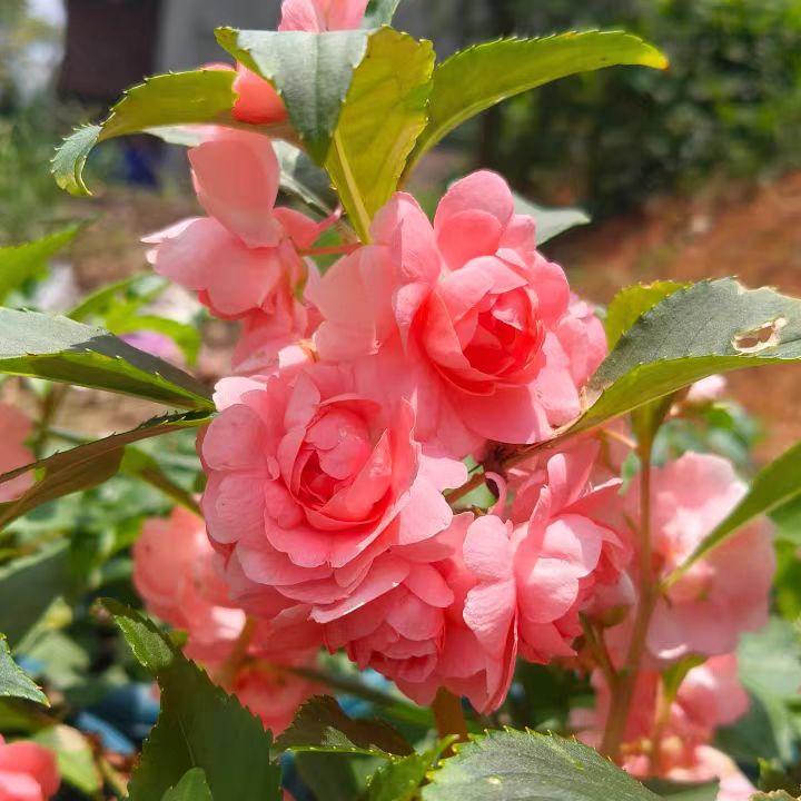 凤仙花种子四季种植打造花海耐热耐旱超长花期野花凤仙花种子商品图