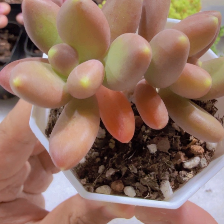 双头芒果奶酪一颗