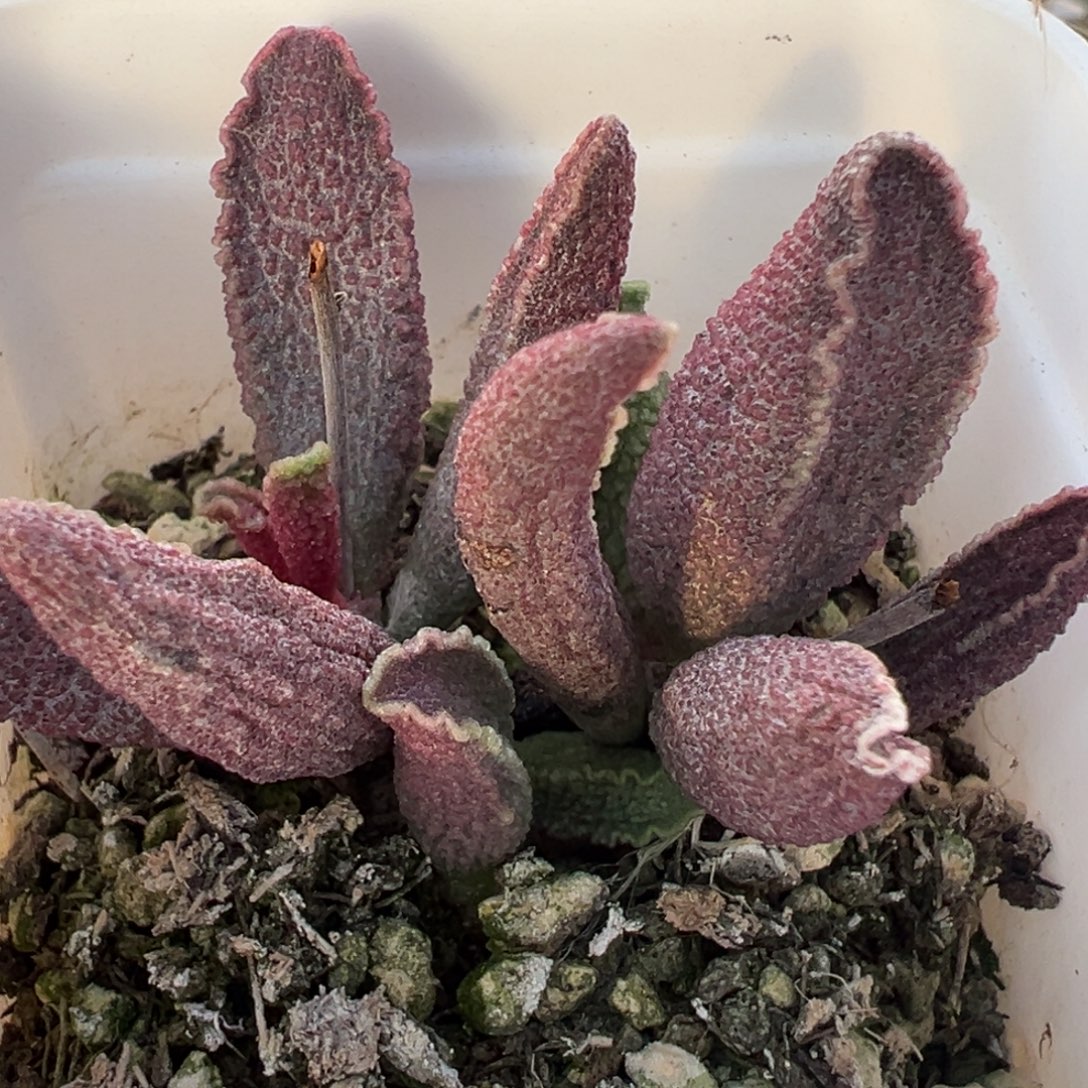 财神多肉植物水泡多肉植物