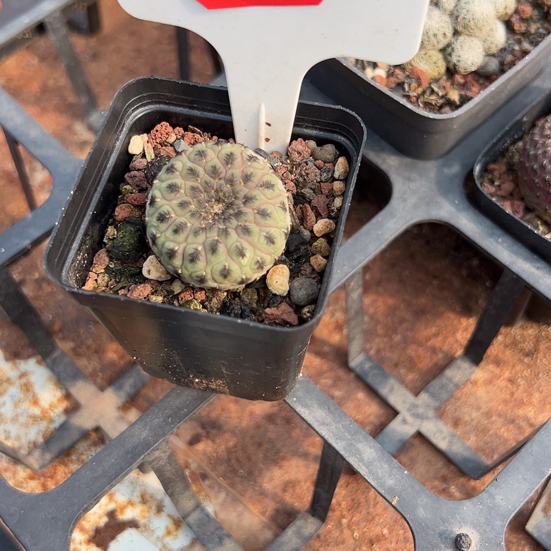 微***醺15往事多肉园仙人球开花