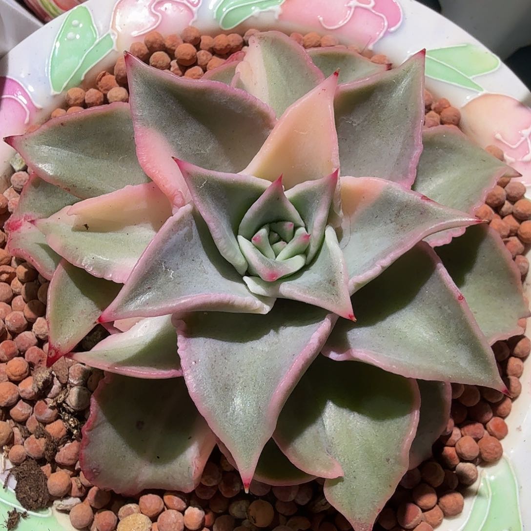 饺子皮锦，多肉植物