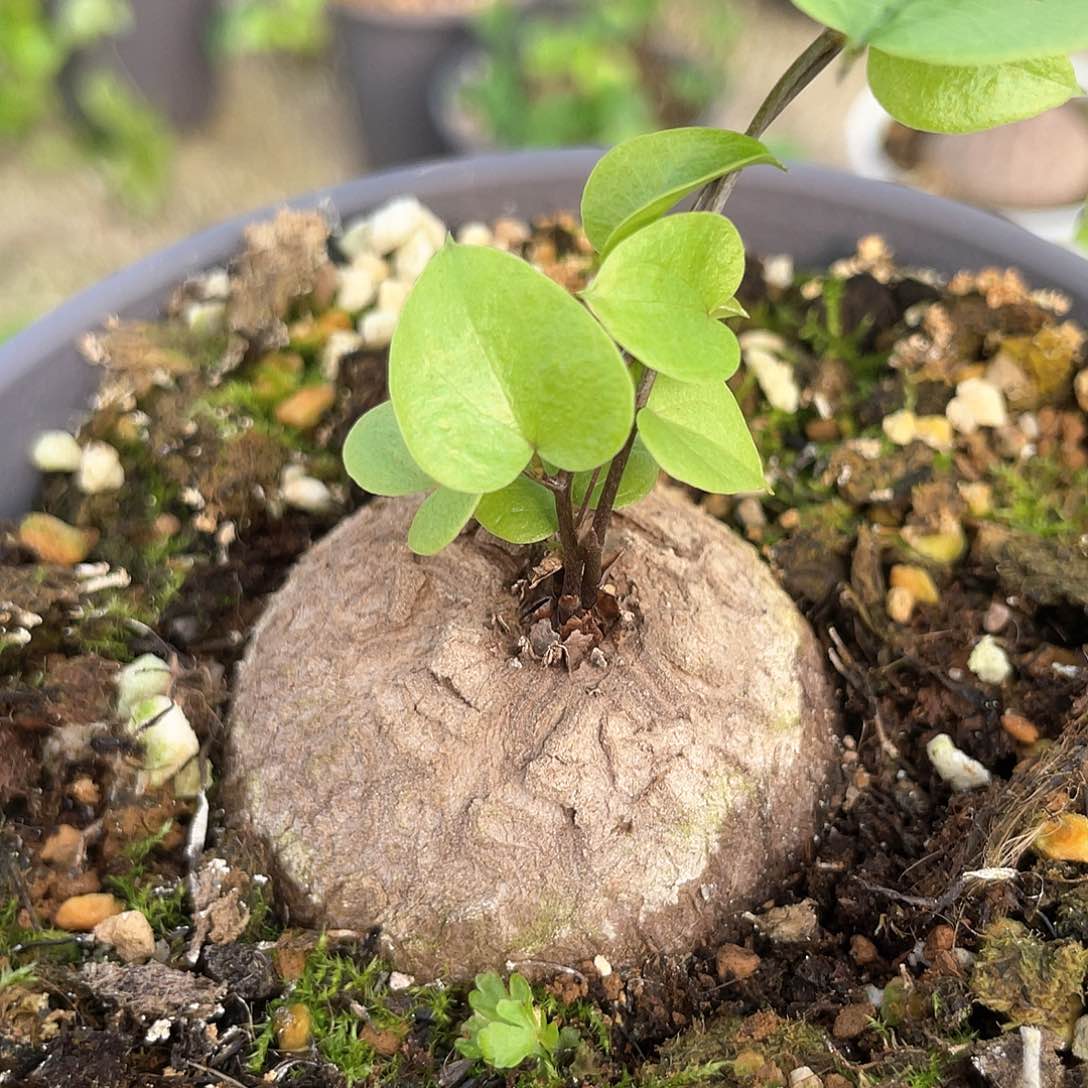 龟甲龙一物一拍465号