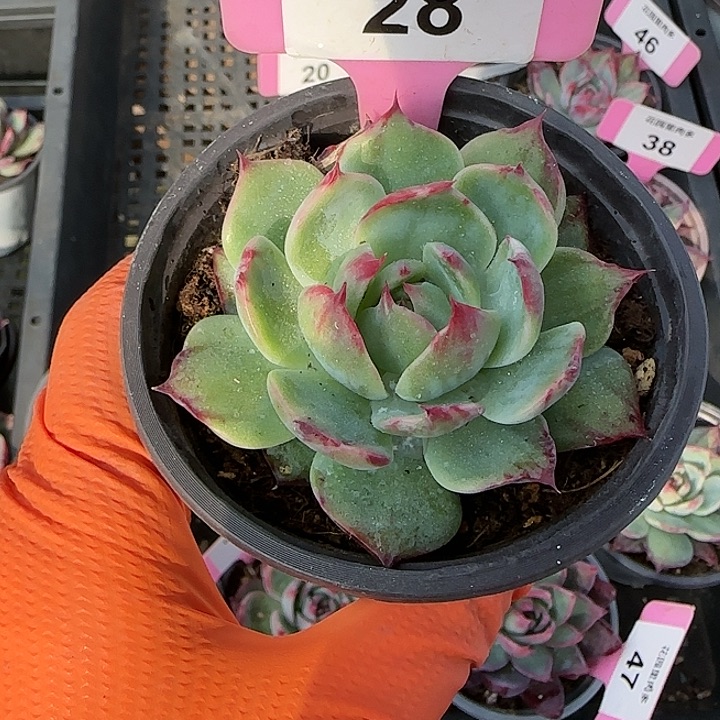 28 惊鸿仙子多肉植物6-9cm