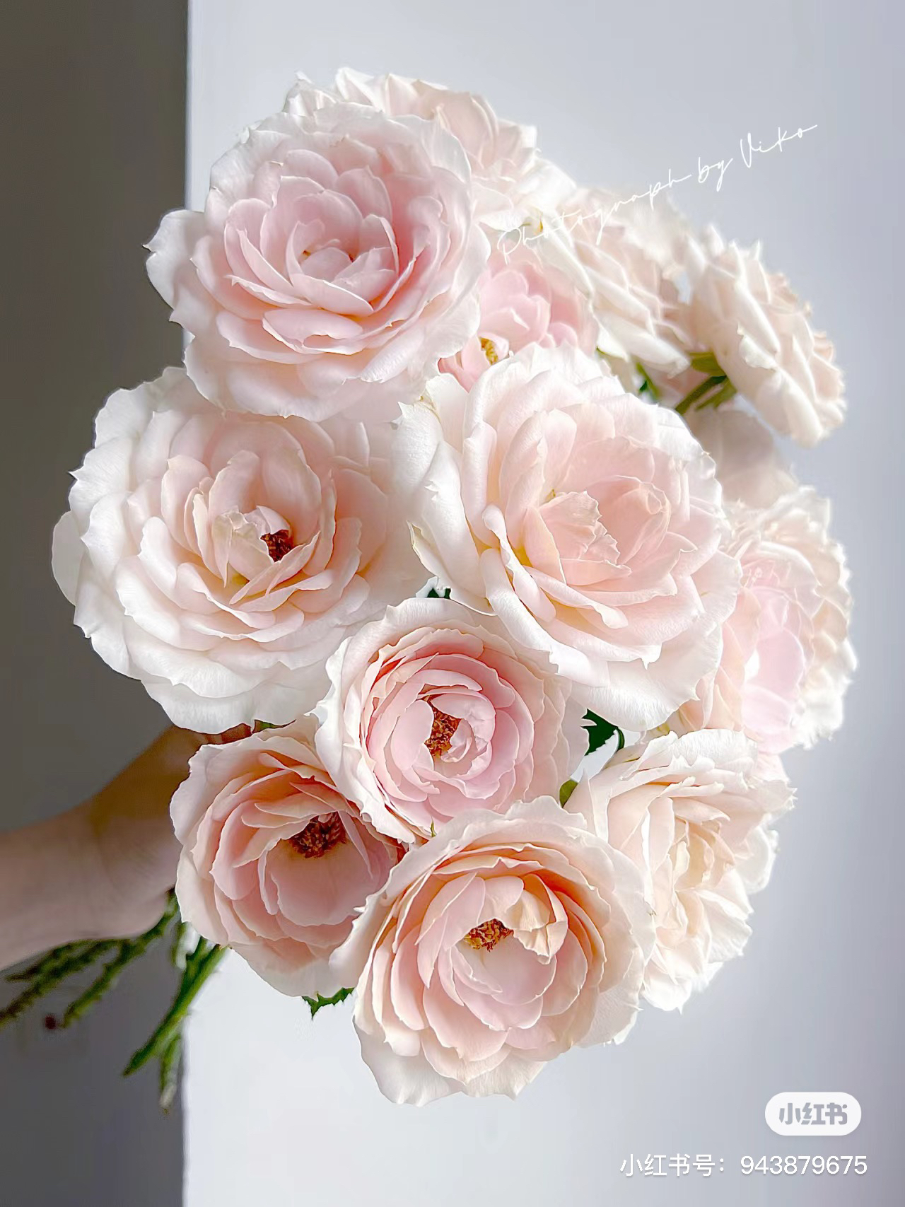 【老牛玫瑰】夭夭公主 任三单及以上包顺空鲜切花10支装%20不售后