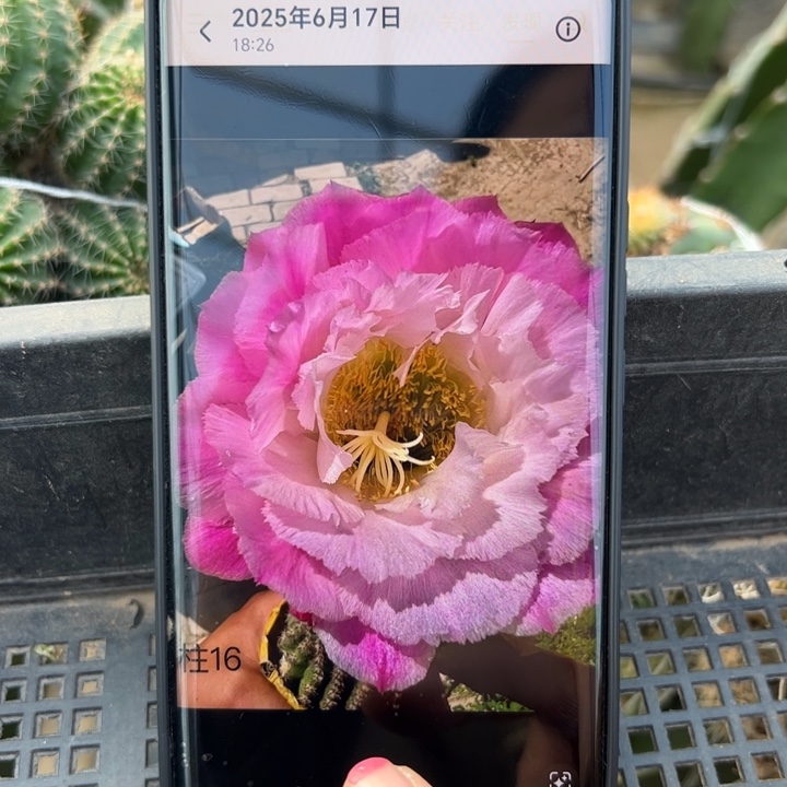 35毛柱16歪无根侧芽5公分左右20包邮