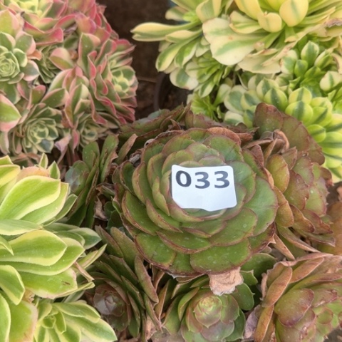 法师6颗18-48多肉