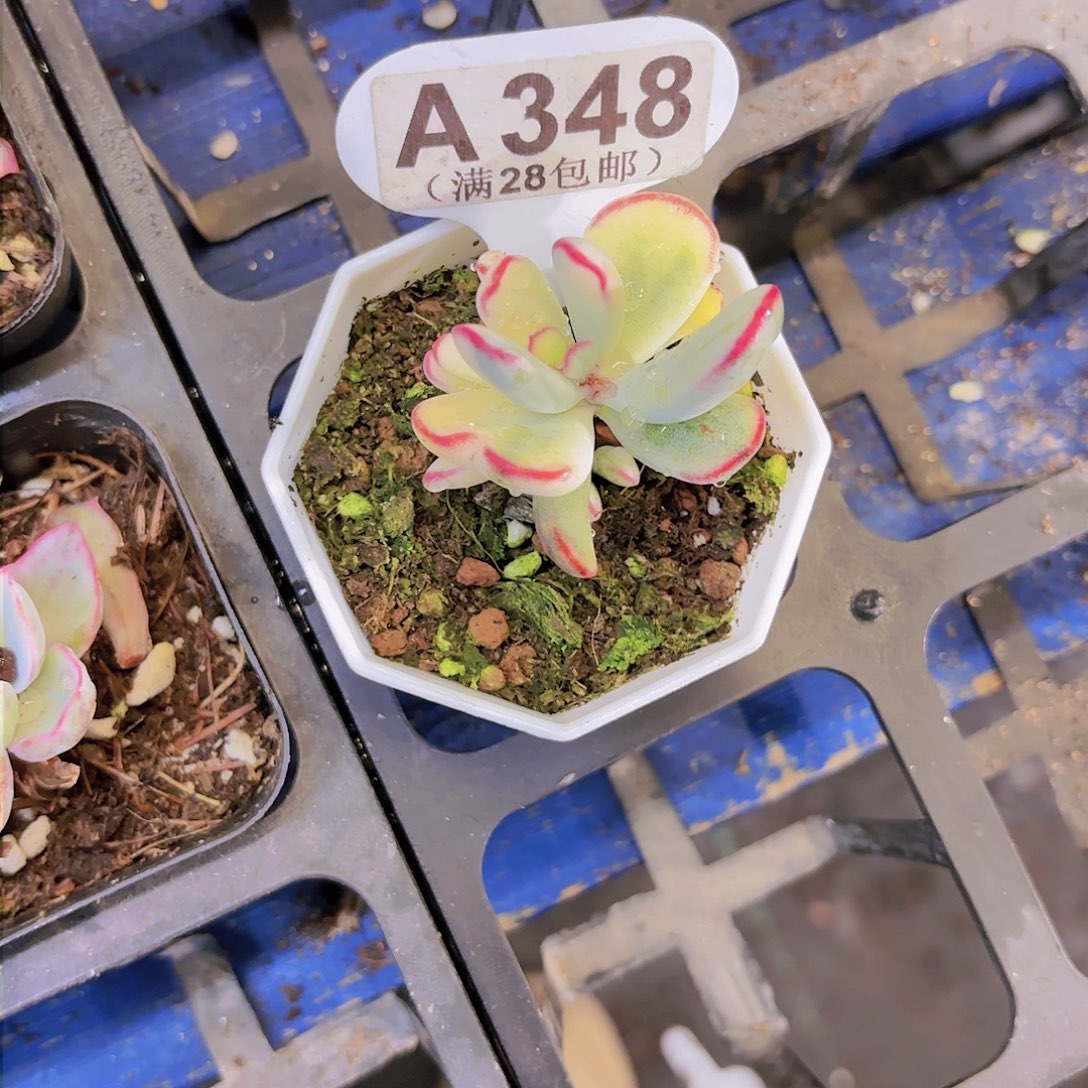 A348棒耶副娘锦一物一拍