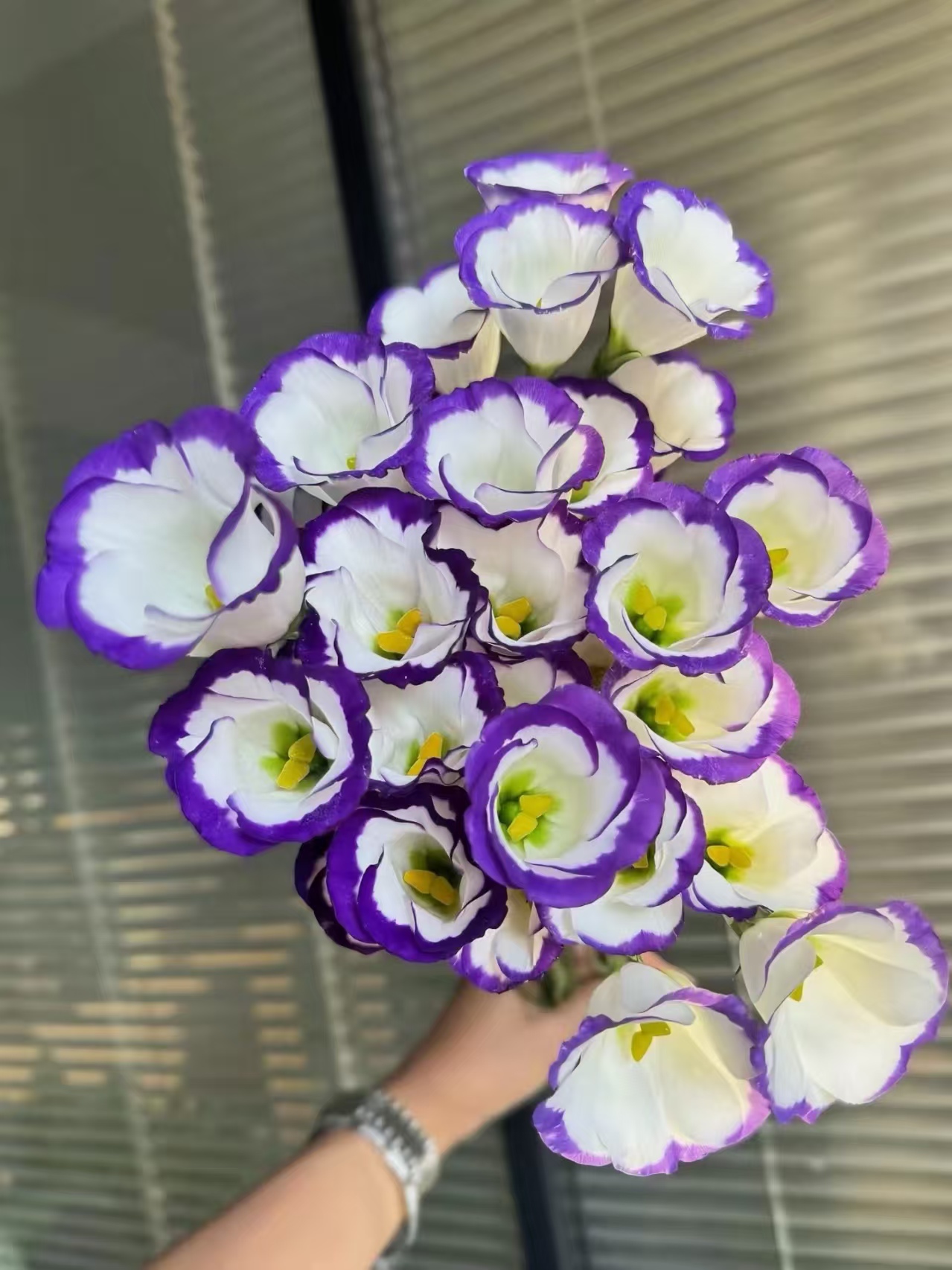 【源头一手价】稀有短笛单瓣紫边洋桔梗一大把   基地鲜花