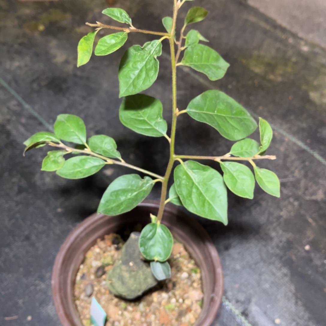 【闪购商品】当前无花朵，栽培后可花朵三**雨