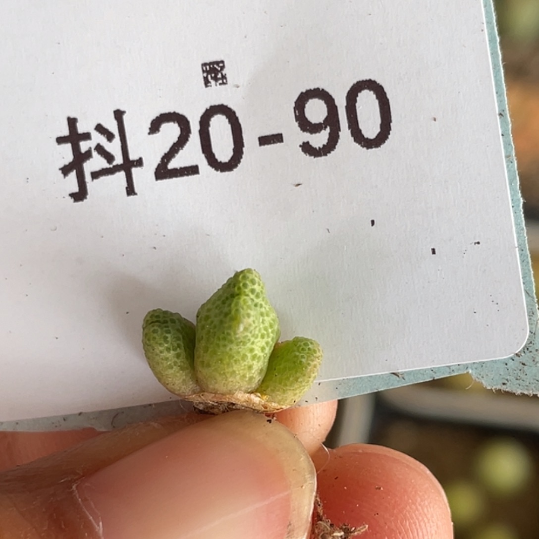 20-90斑马多肉植物