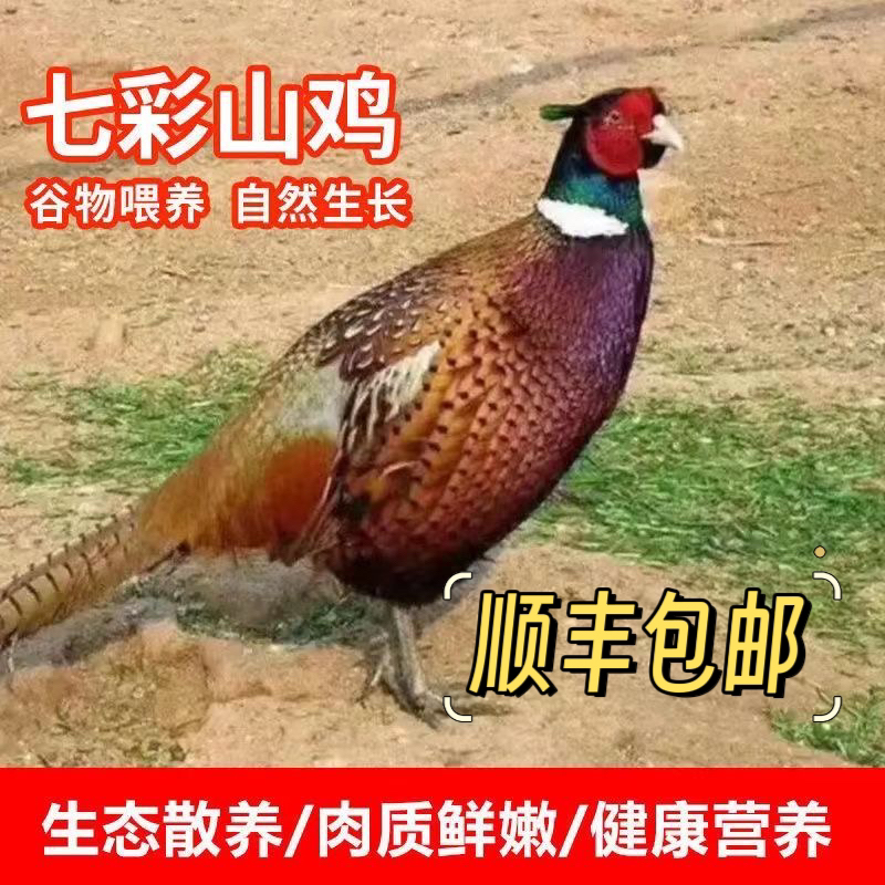 正宗散养七彩山鸡七彩山鸡现杀公鸡母鸡孔雀蓝山鸡黑化山鸡