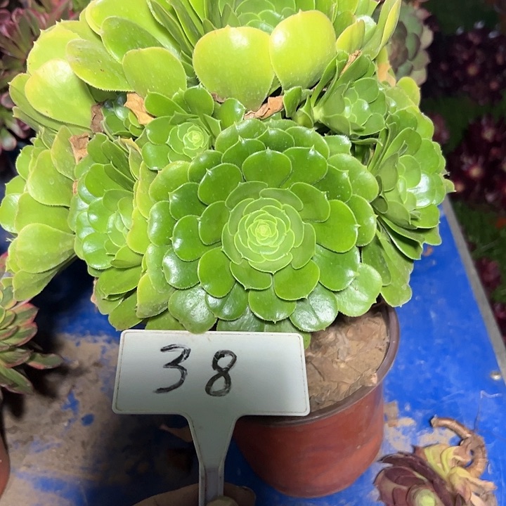 多肉植物绿羊绒法师