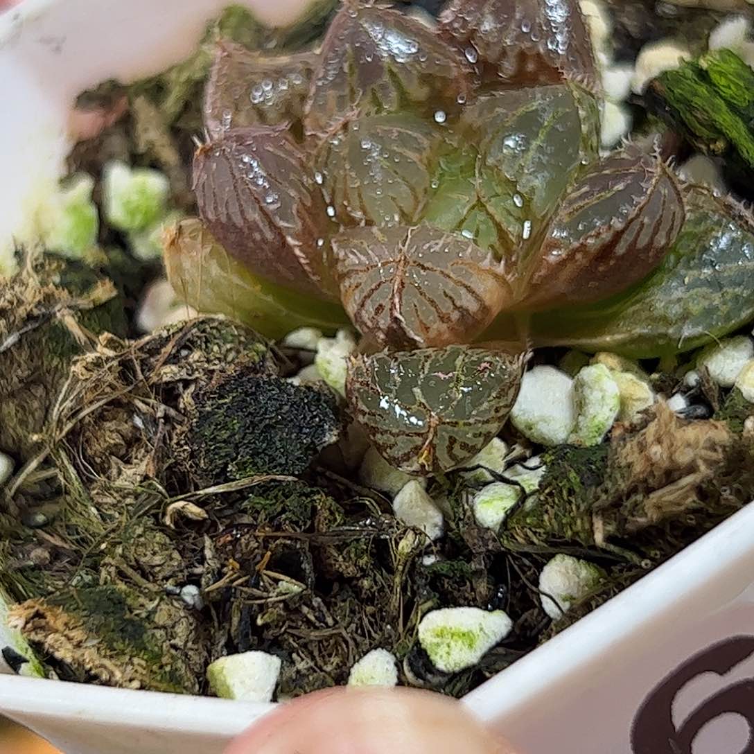 160红红火火恍恍惚惚
