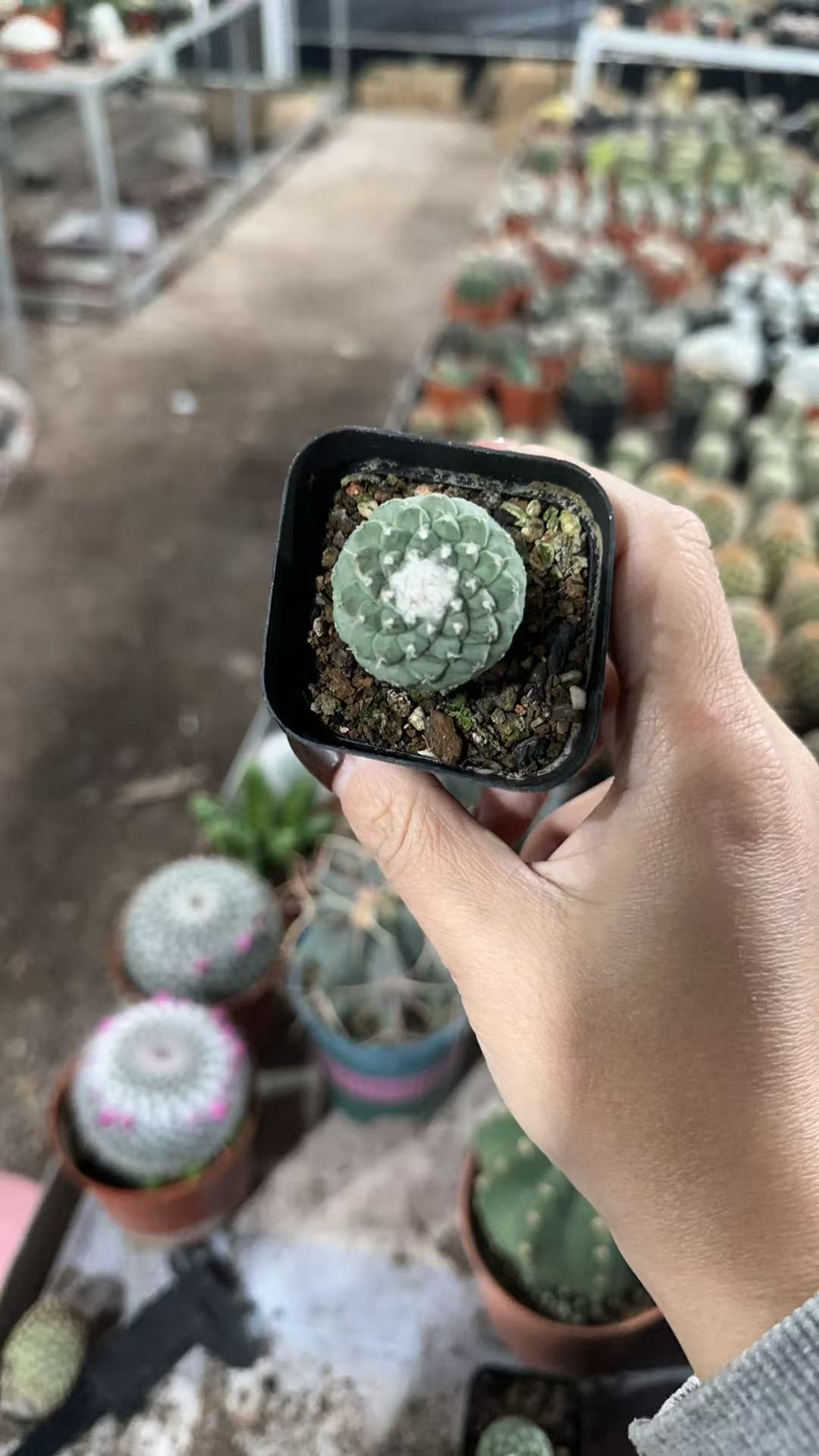 满十八包邮【实生菊水2.5-3公分】