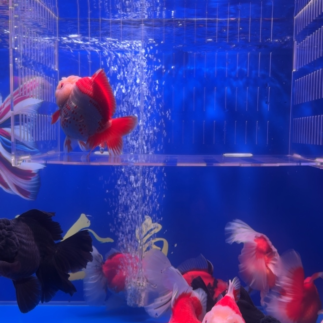 晓****金鱼金鱼小娇泰狮金鱼1条