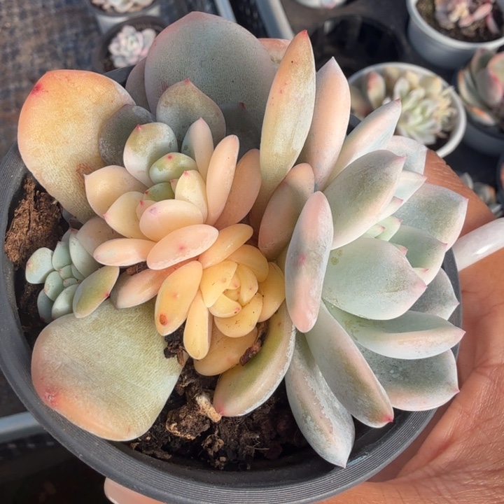 橙梦露锦腹轮锦群生 