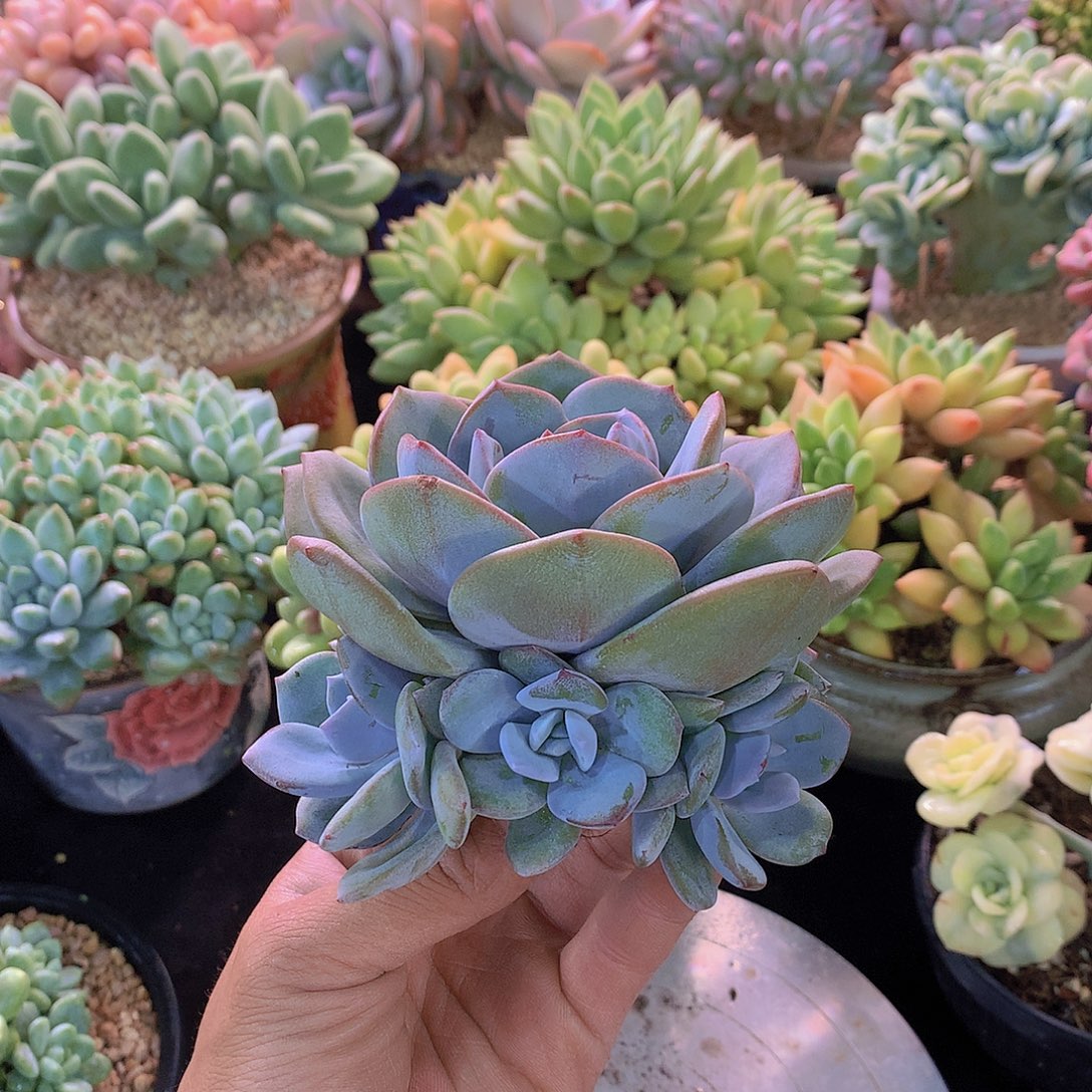 韩版奶茶捧花多肉一物一拍