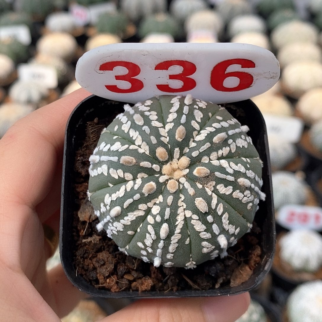 336美纹兜系列福利