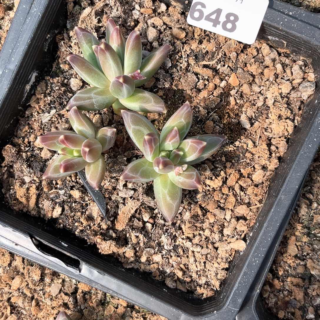 阿雅园艺。   648