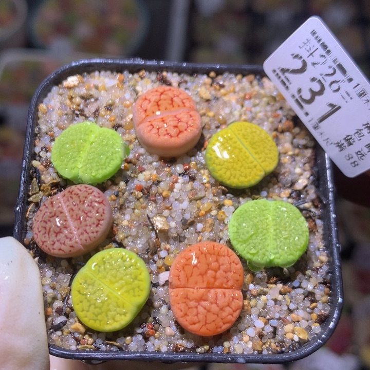 精品生石花226.231