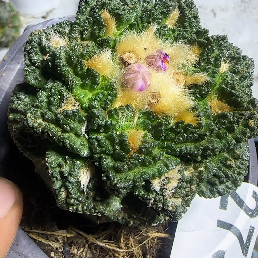 龟甲273仙人球开花了