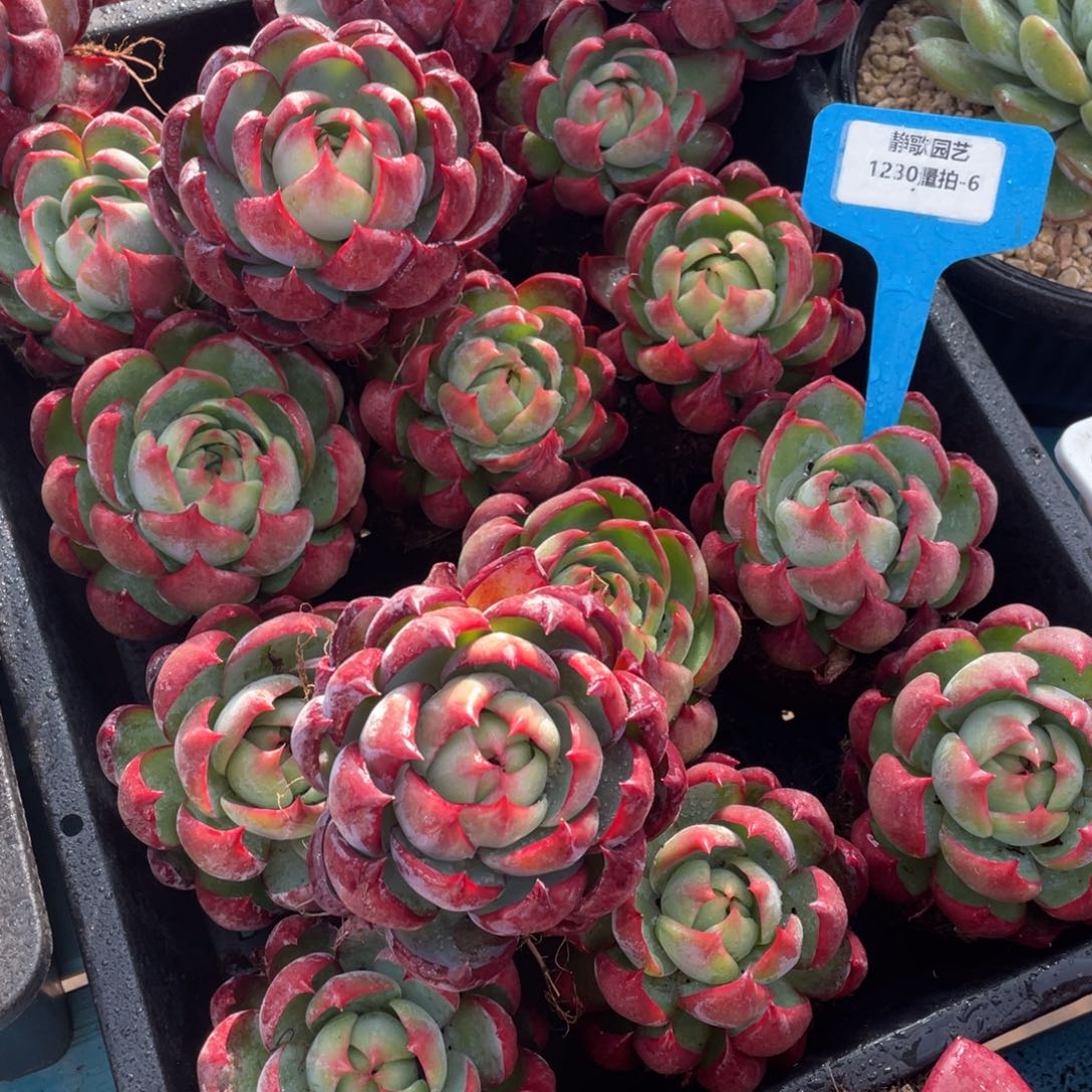 1230-6-惊鸿仙子多头福利一颗量拍