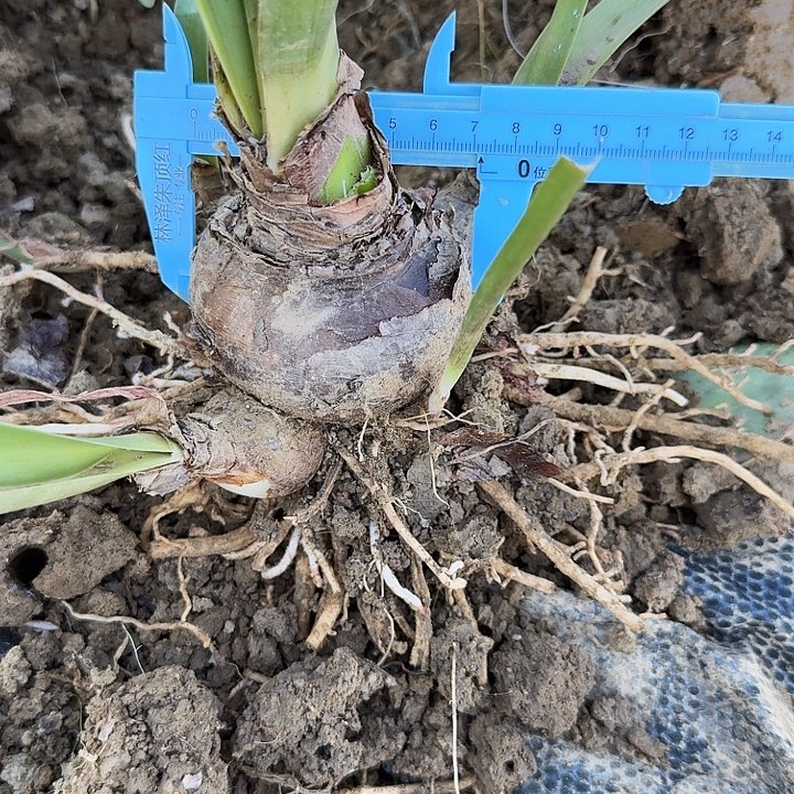 汤姆朱顶红一棵7+带4侧