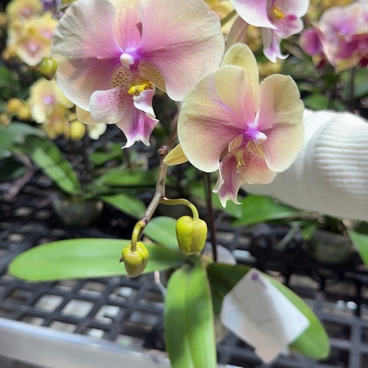 蔚***天大部分开放少量花苞634