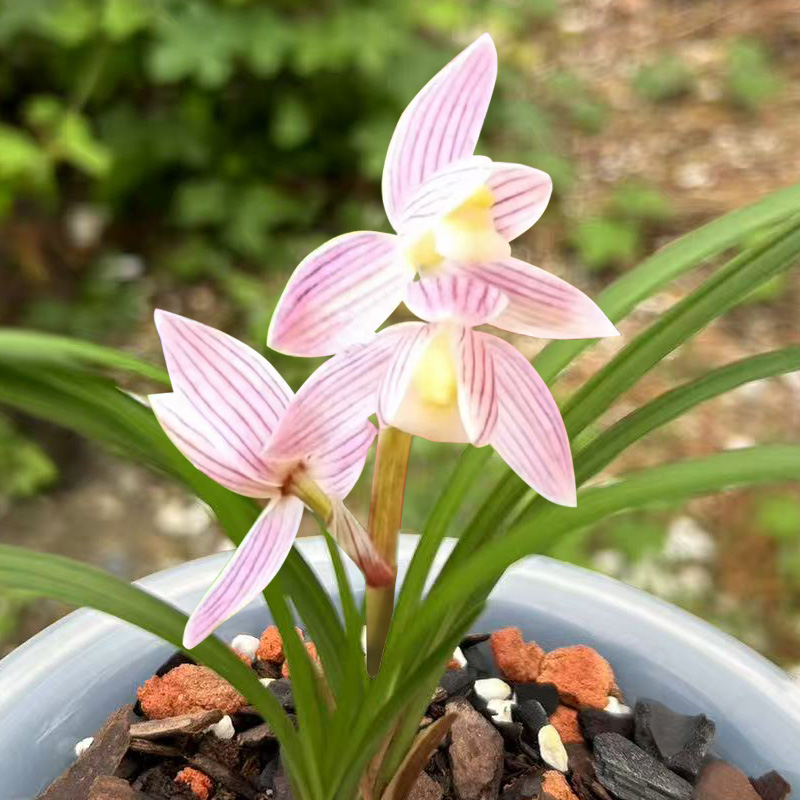 赵鹏推荐--莲瓣兰旭日