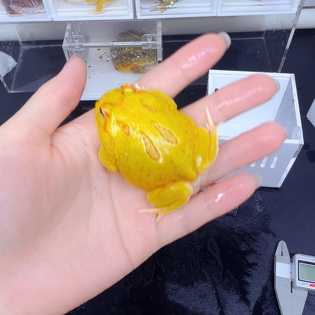 角蛙W****?黄金退纹