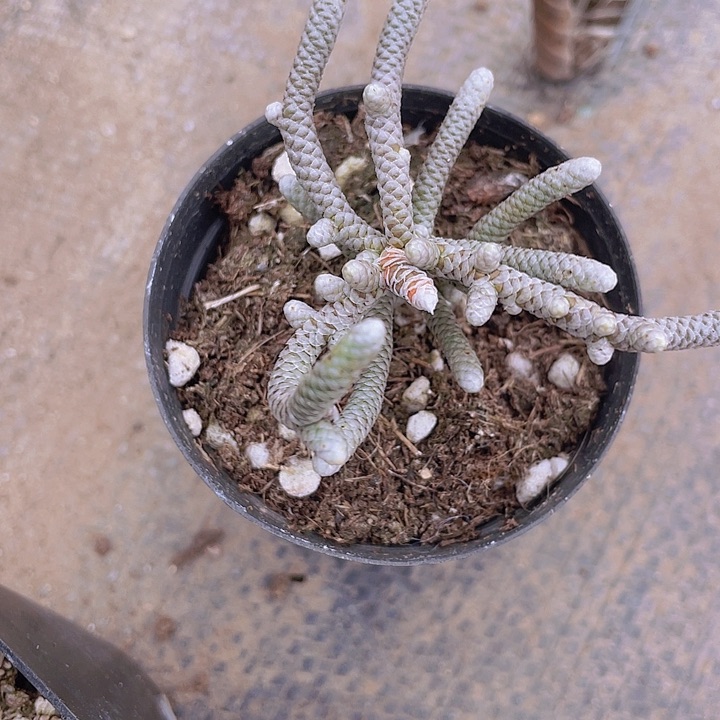 红*，定向银蚕红姐包邮