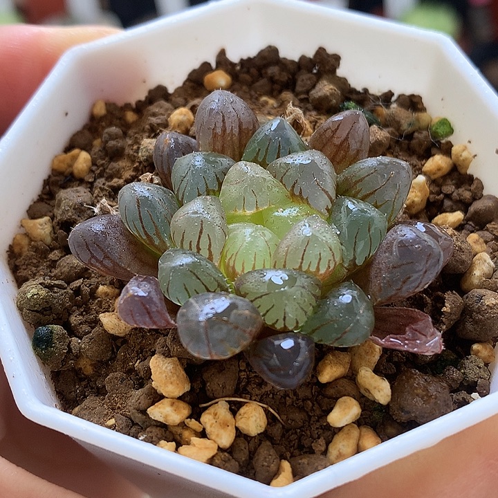 变异潘灯玉露锦带盆土法所