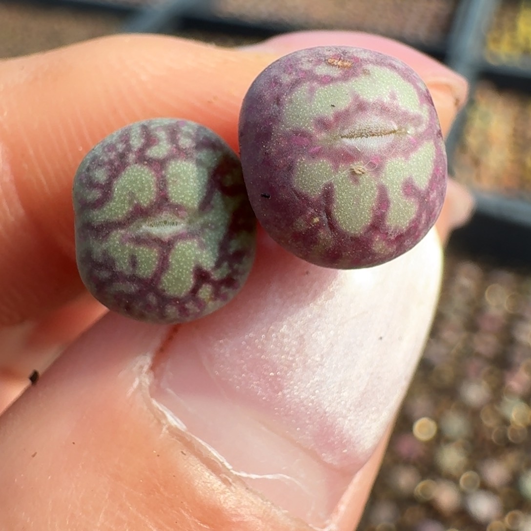 948两颗猴脸青姬00000