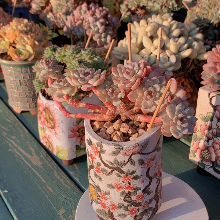 冰魄朵朵无砍自然群