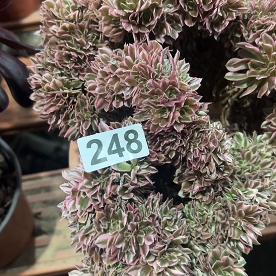 彩***霞多肉植物一个女巫