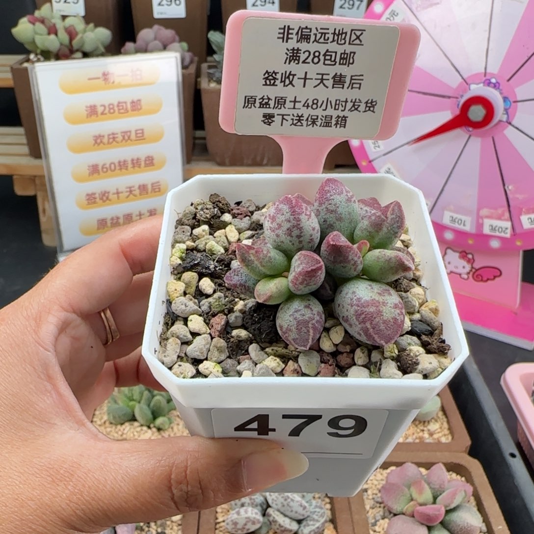 c***g479艾薇多肉的植物