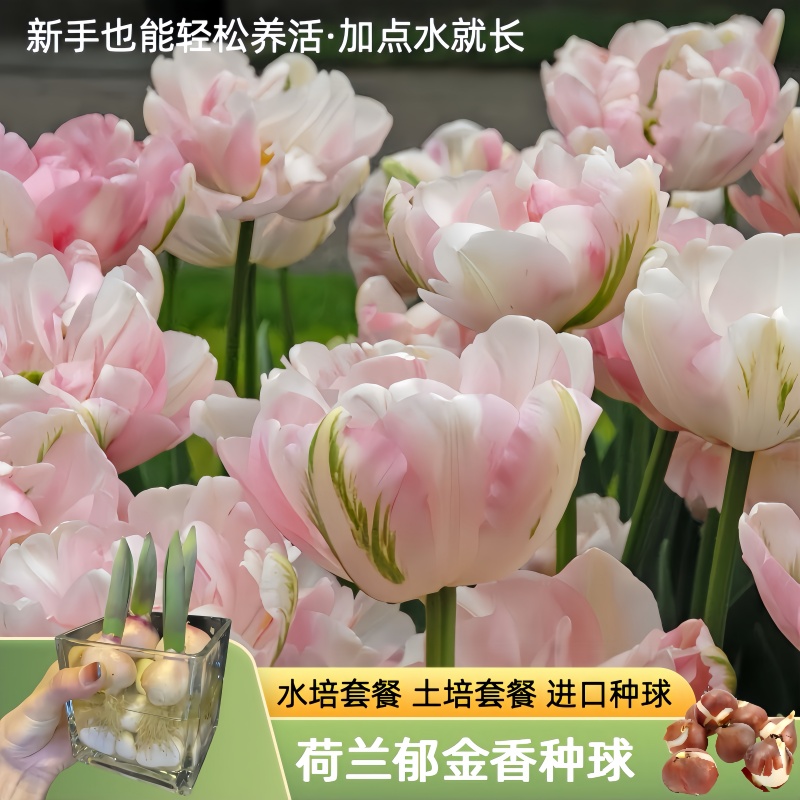 进口球五度球桌面盆栽阳台精品郁金香种球观赏室内外多年生庭院