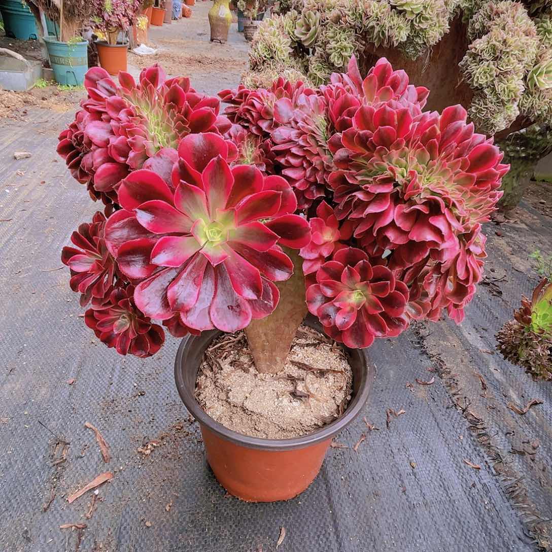 【闪购商品】无花朵?****?美杜莎