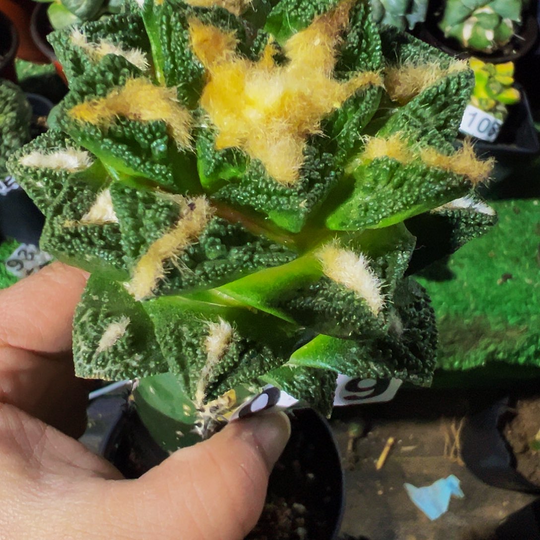 无花朵颗粒辛顿牡丹029