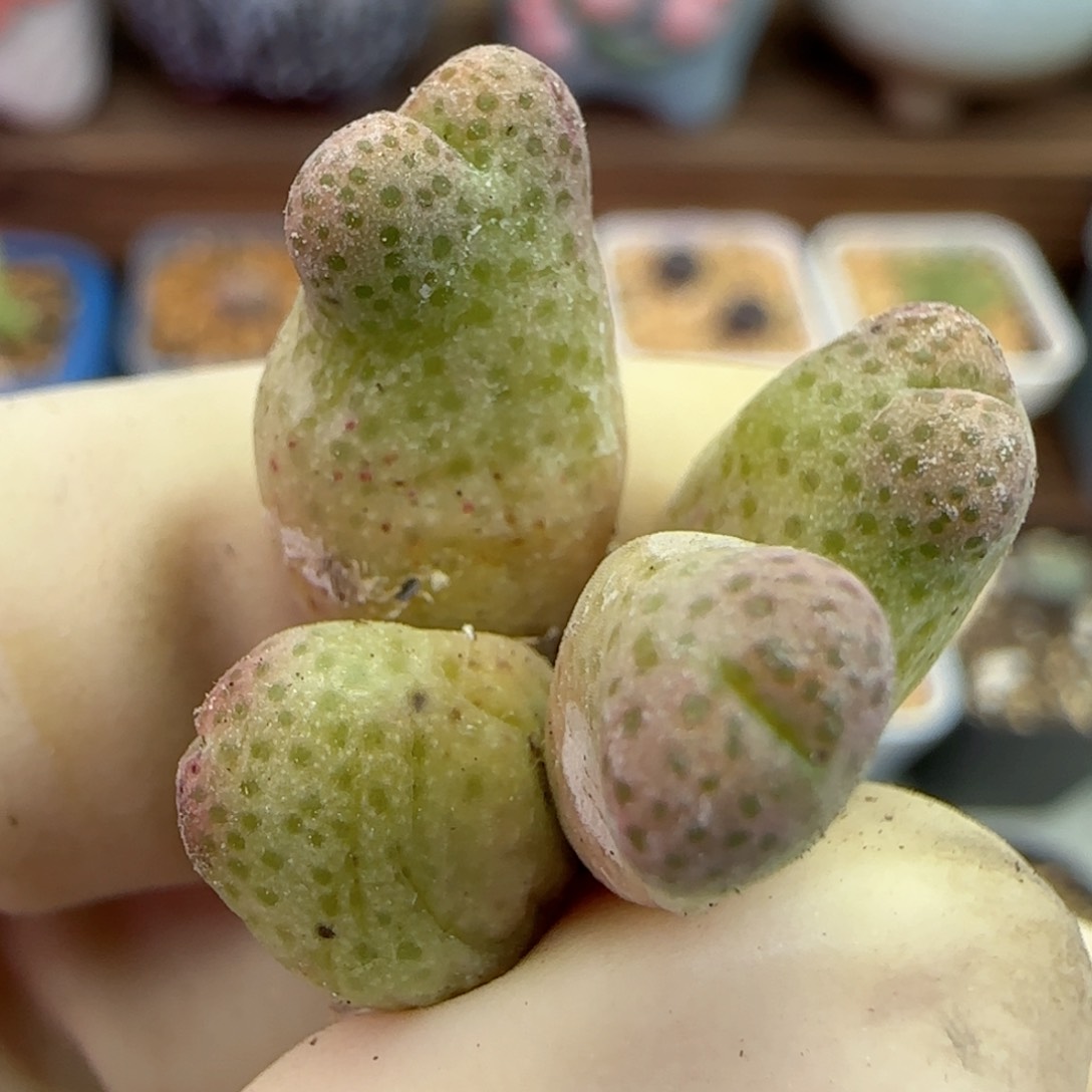 210园艺优选红斑马