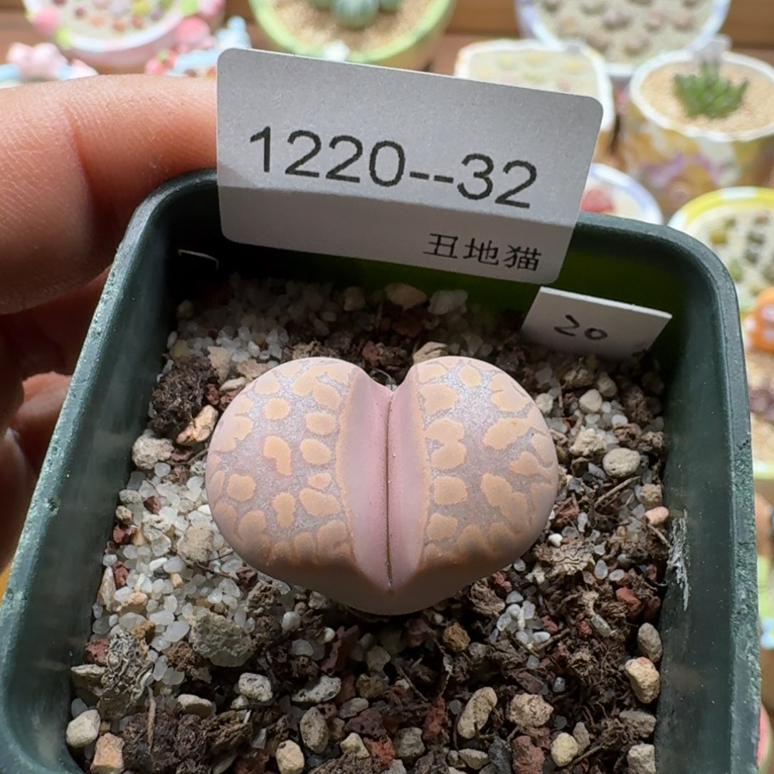 煮***茶1220-032紫大牙母本
