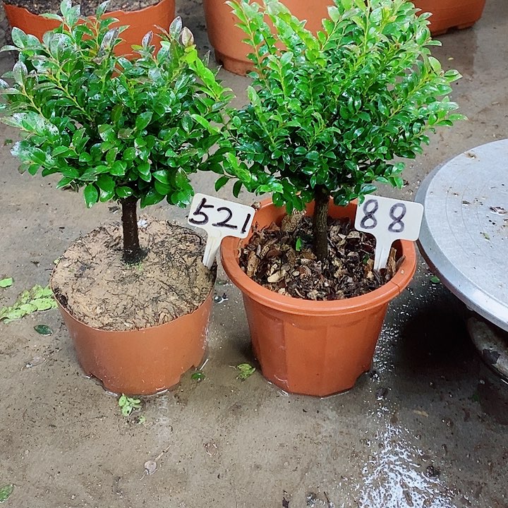 当前无花栽培后可以开花