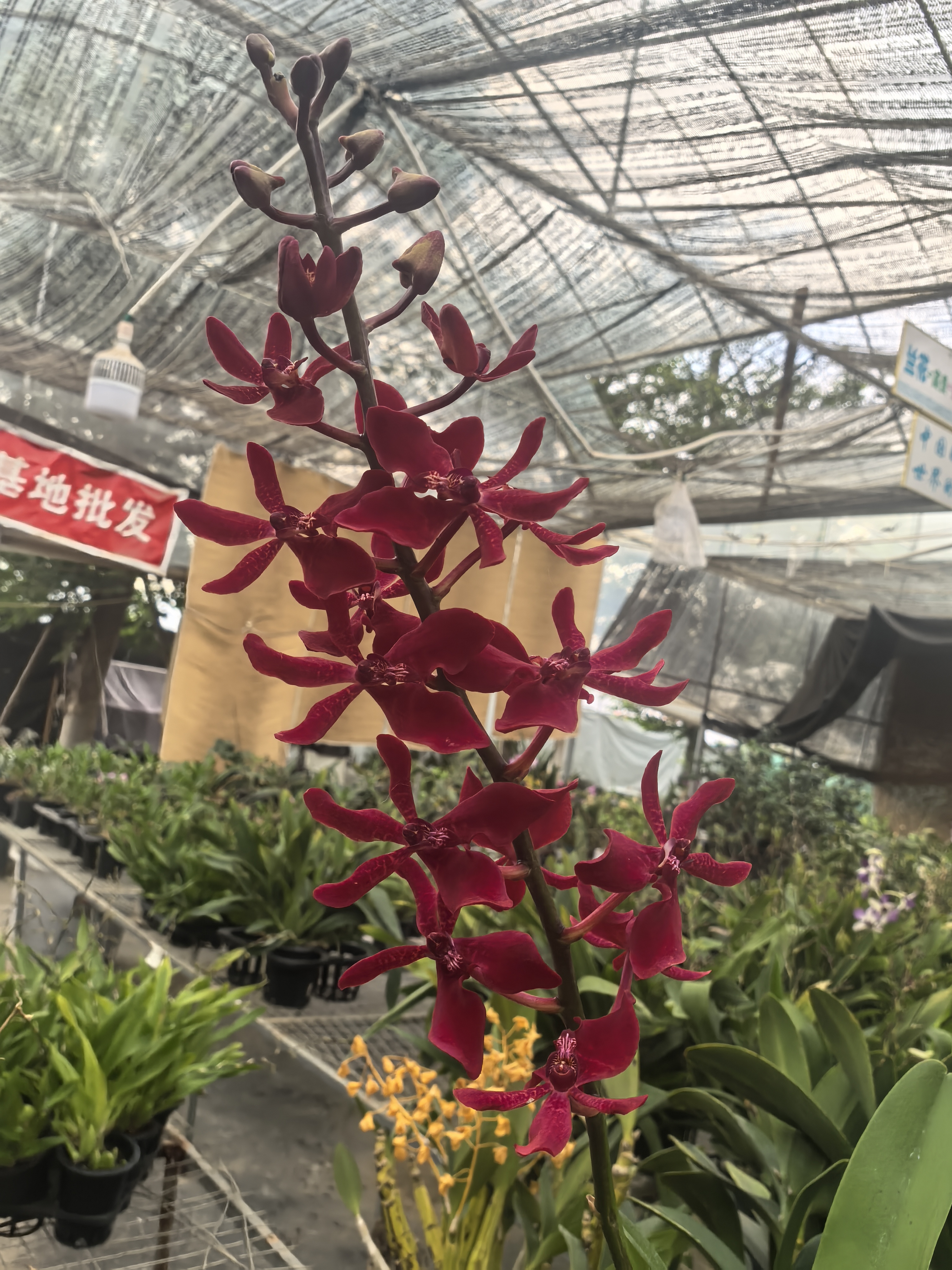 火焰兰带花发货好养包邮