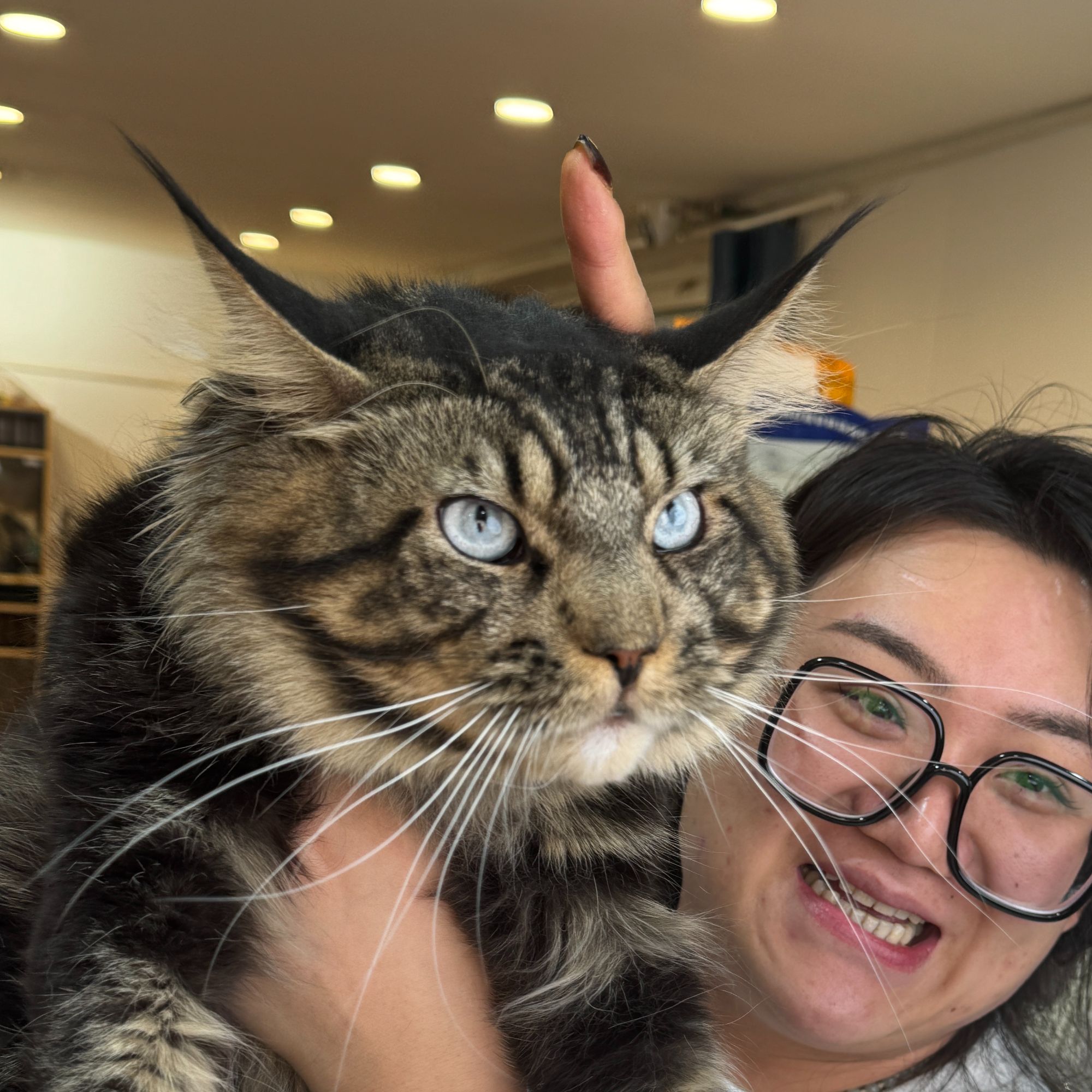 来了姊妹-蓝眼棕虎斑缅因猫 弟弟 41