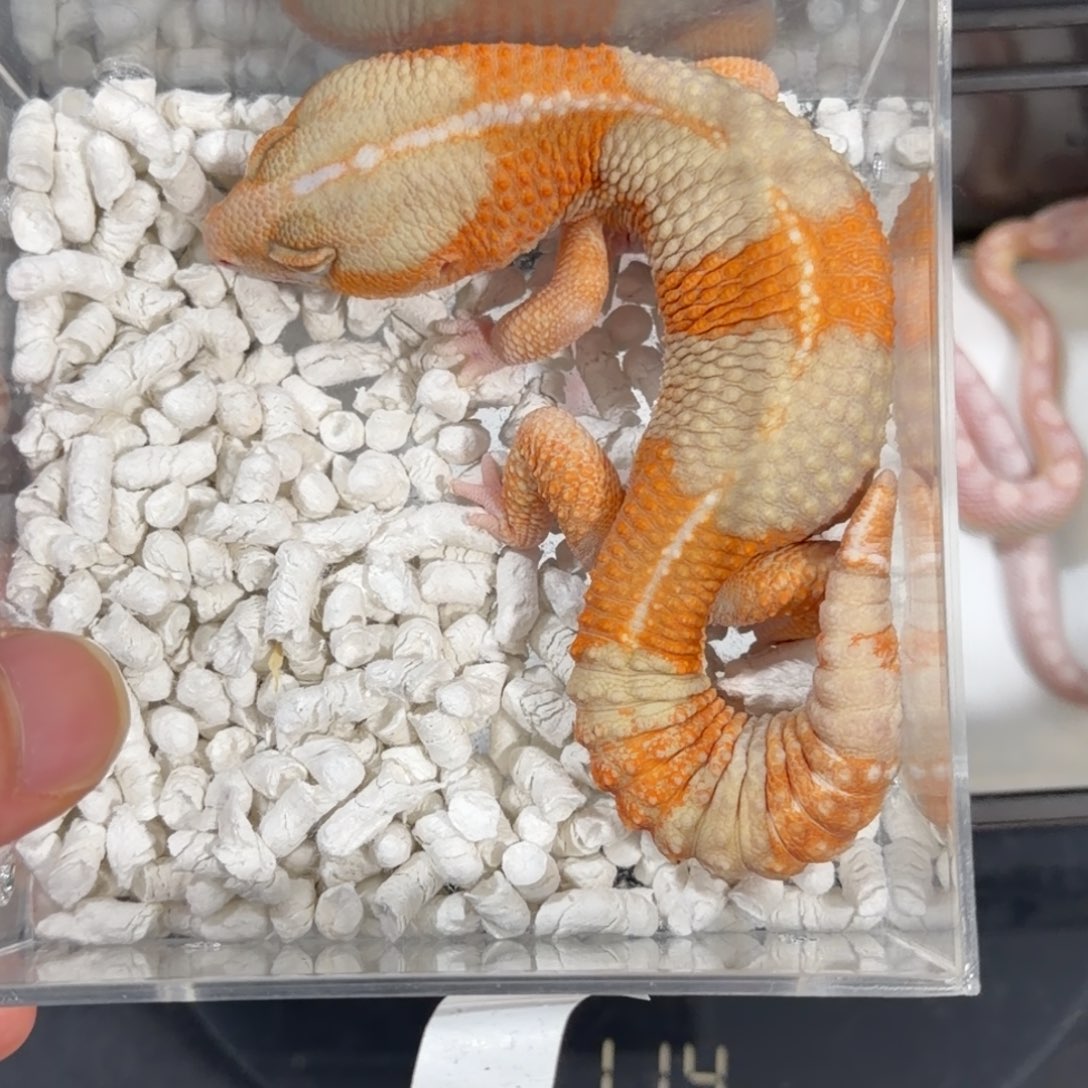 肥尾守宫珊瑚雪圈h鱼直母11.4克全品健康稳冻