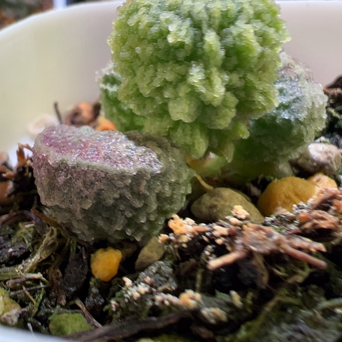 爆炸新品多肉植物水泡多肉植物