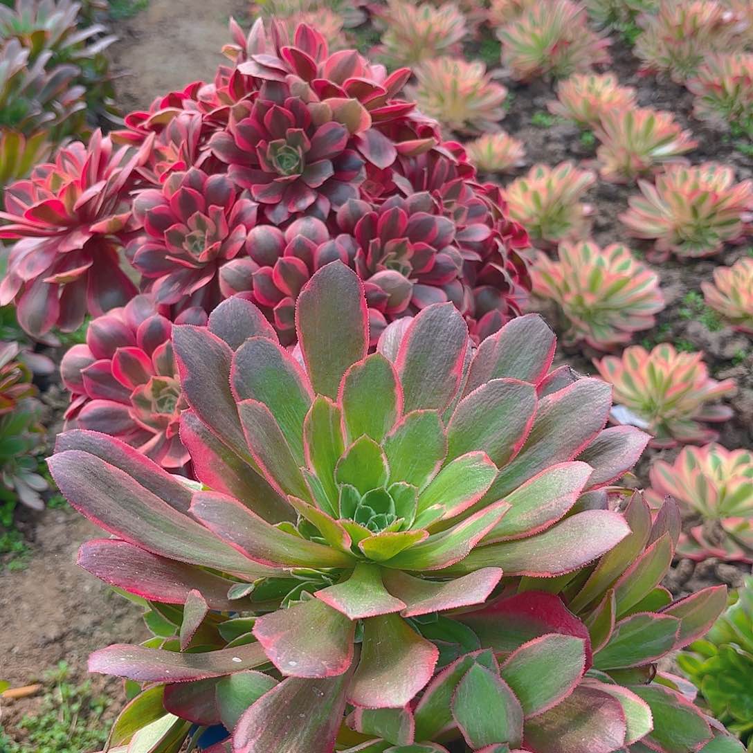 女妖手捧多肉植物
