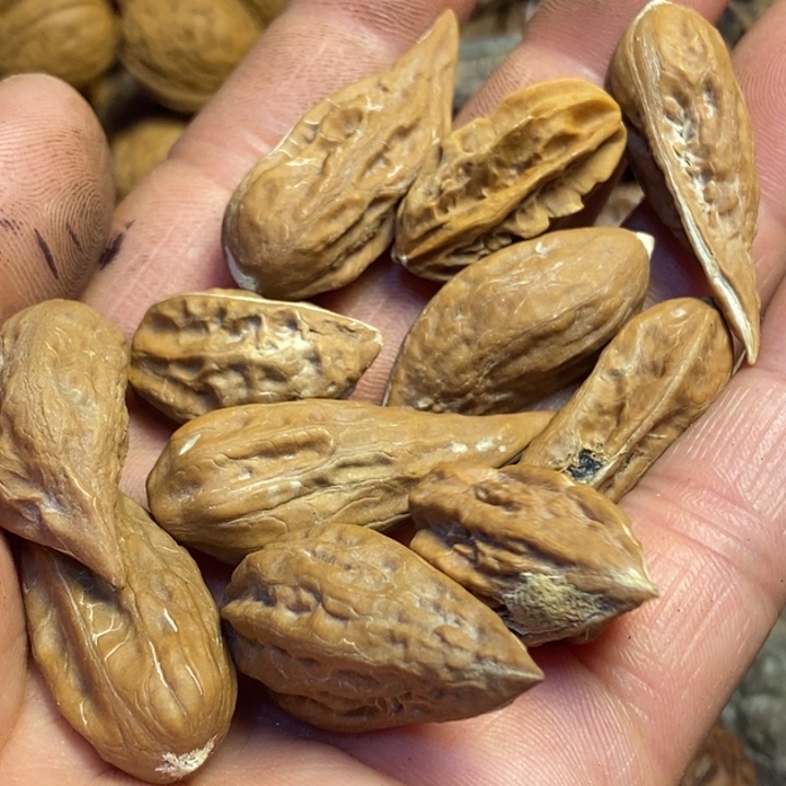 吊坠文玩核桃东北特产61